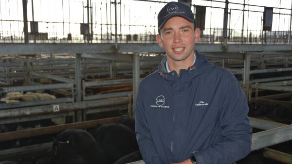 يتنافس مشترون محليون لتأمين المواشي، مع انخفاض المعروض في مورتليك.