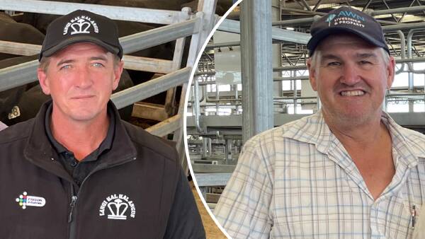 يتبادل كبار الموردين الاستراتيجيات في ظل تضاعف أسعار الإناث تقريبًا مقارنة بالعام الماضي.