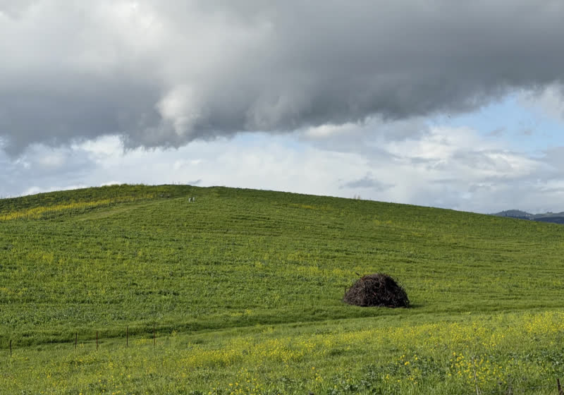 The Windows XP Bliss wallpaper still exists, and it briefly looks the same again