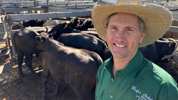 Saleyard boom: are the massive yardings likely to continue into 2026?