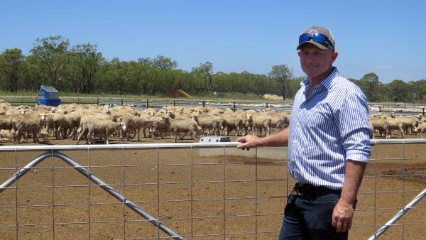 إرشادات وتنبيهات: دروس مستفادة من مُسمِّن خراف يوسّع نطاق عمله إلى 20,000 رأس.