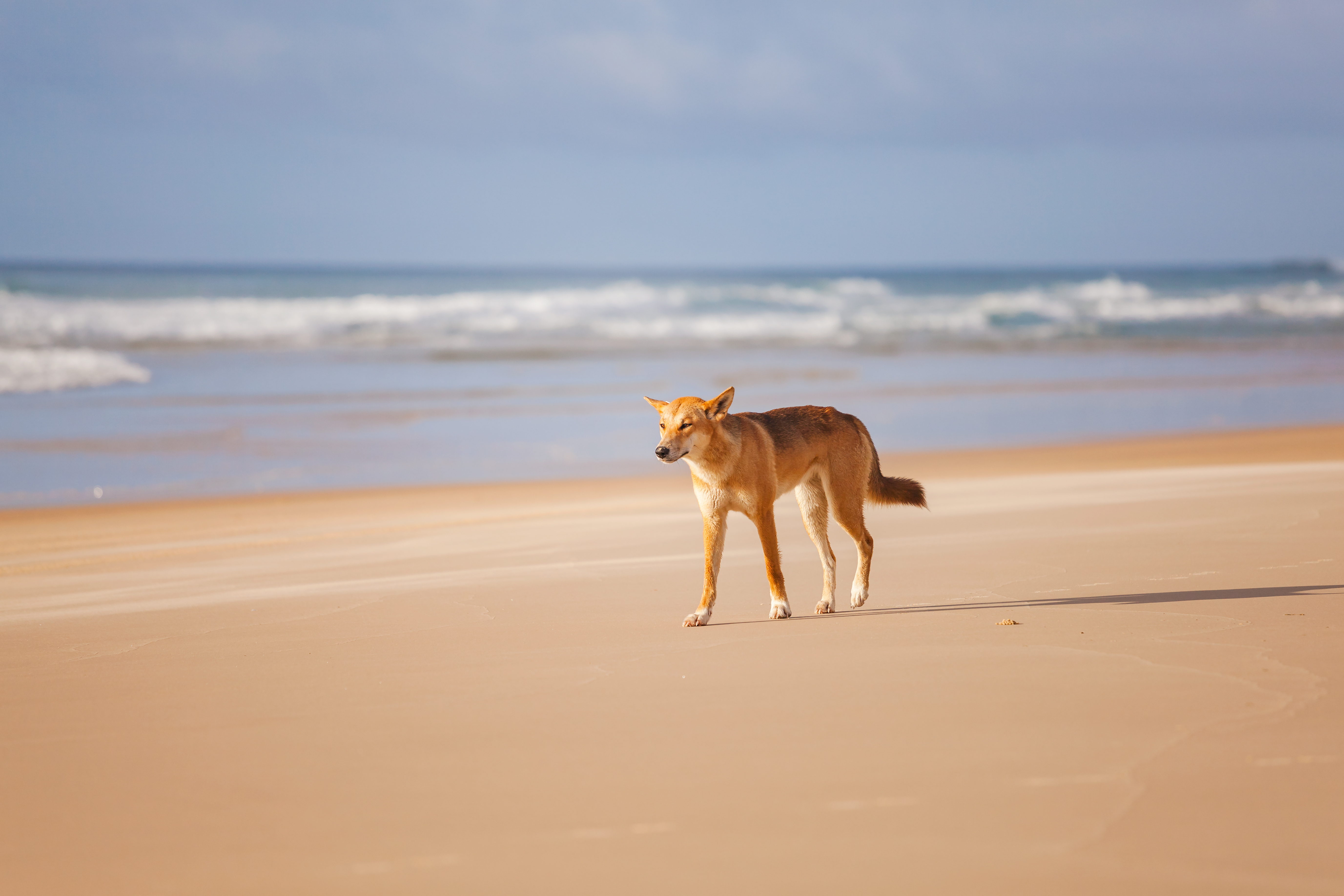Will killing dingoes on K’gari make visitors safer? We think it’s unlikely